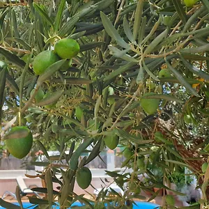 El Olivo Séjour chez l'habitant Ronda
